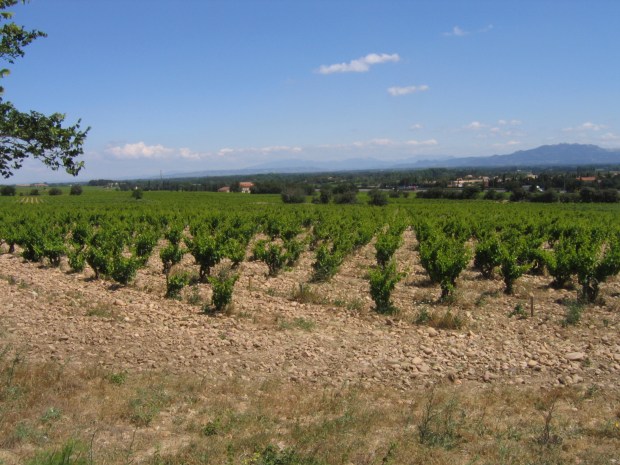 Rhone Vineyard, Rhone Valley, Rhone wine, French wine